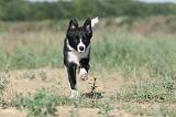 BORDER COLLIE 300